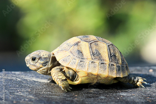 Jeune tortue à carapace jaune de profil © Olivier Tabary