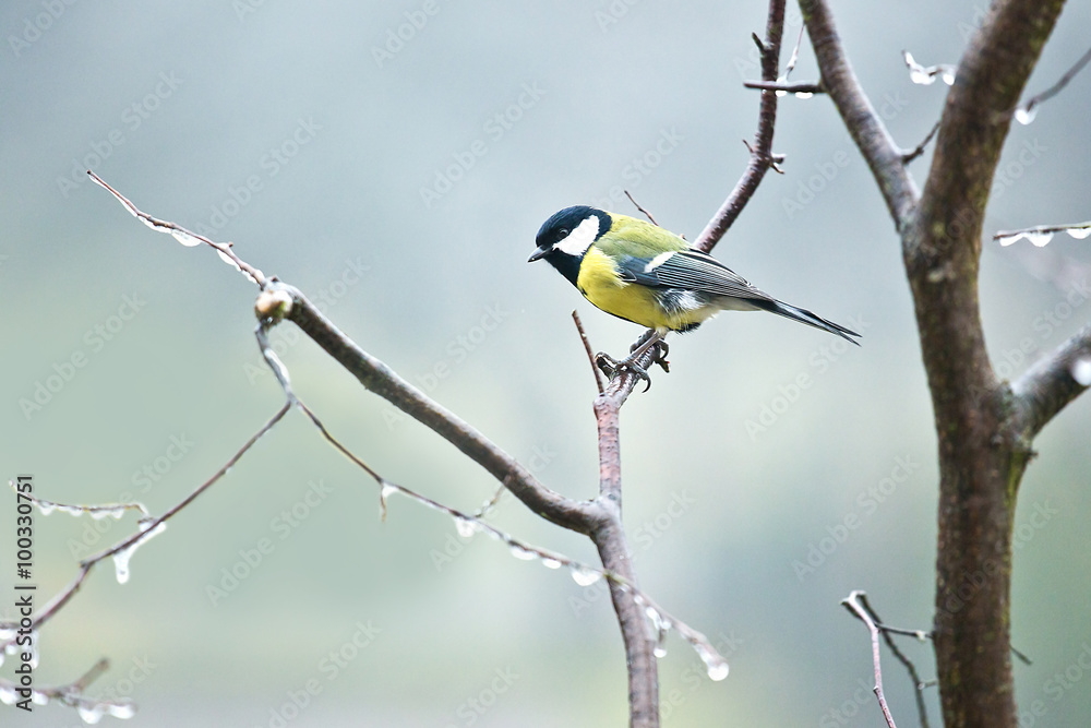 titmouse in a frost titmouse in a frost