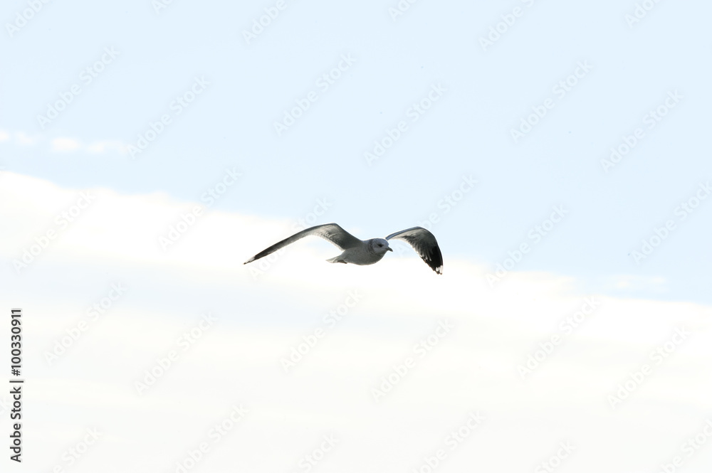 Obraz premium 華麗でエレガント,俊敏で神々しい鴎の飛翔スタイル