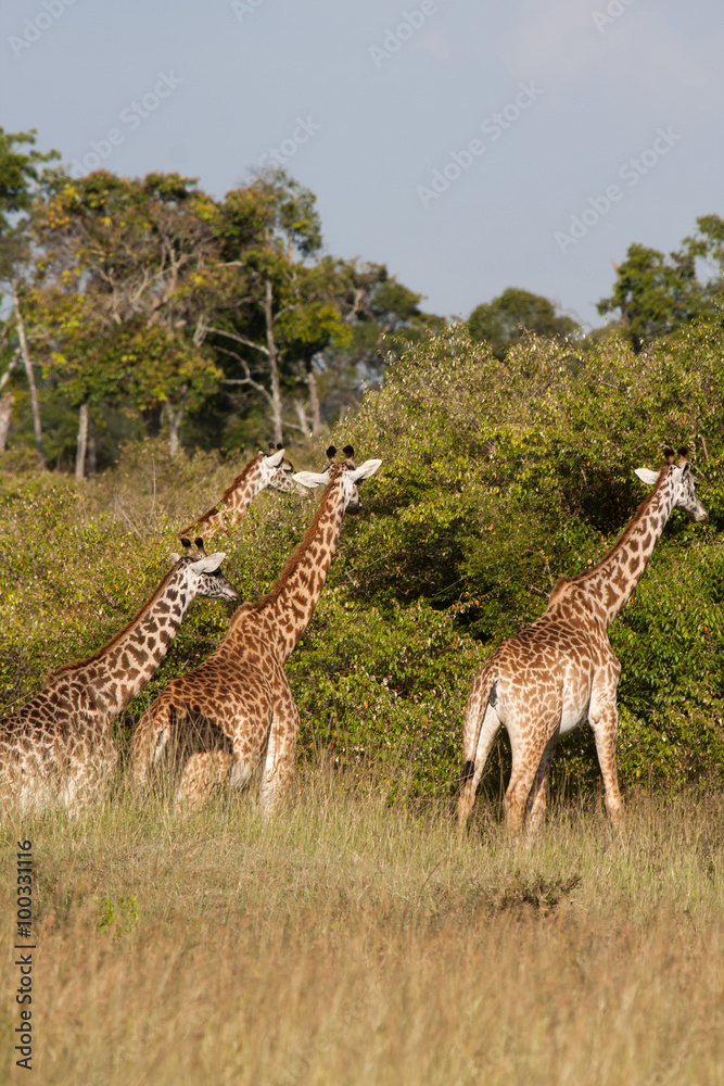Fototapeta premium Giraffe in Kenya