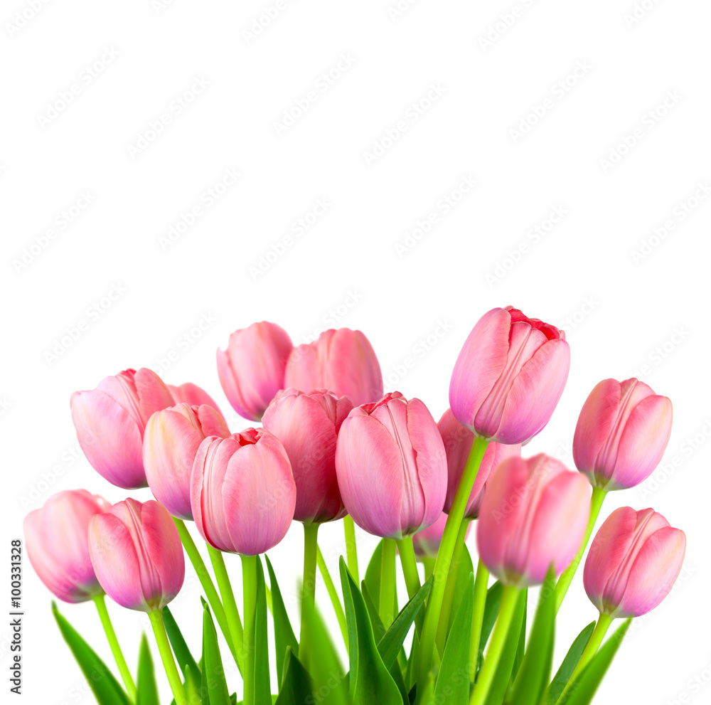 Naklejka premium Border of Fresh Pink Tulips, fresh flowers isolated on white