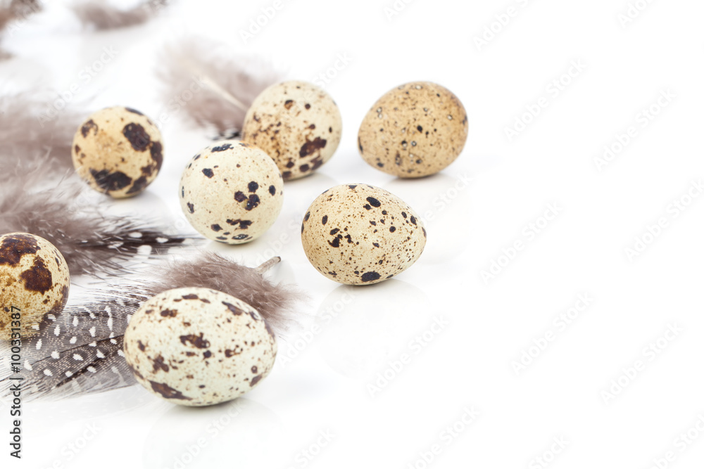 quail eggs with feather on white background