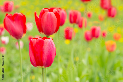 Tulips bloom in the garden