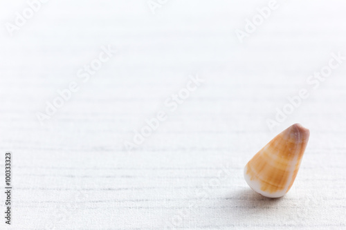 Small shell
