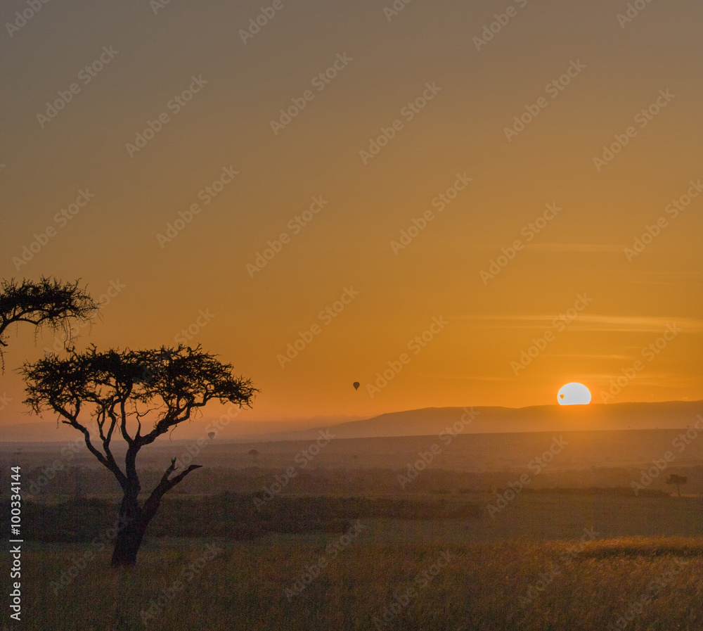 Obraz premium Acacia africana al tramonto