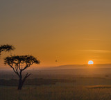 Acacia africana al tramonto