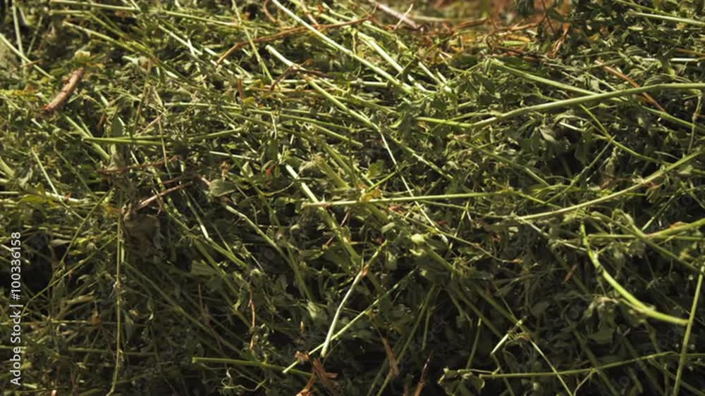 Close-up shot of banches hay, and grass.