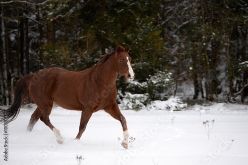 Eleganz, Pferd trabt über verschneite Wiese