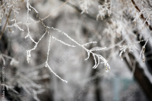 Winter landscape.Winter scene. Frozen plants. © dangutu