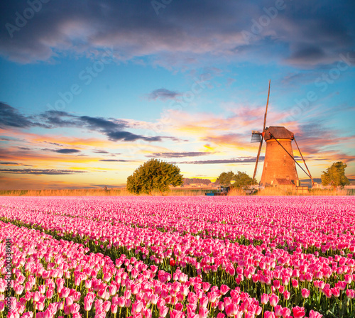 Vibrant tulips field with Dutch windmill
