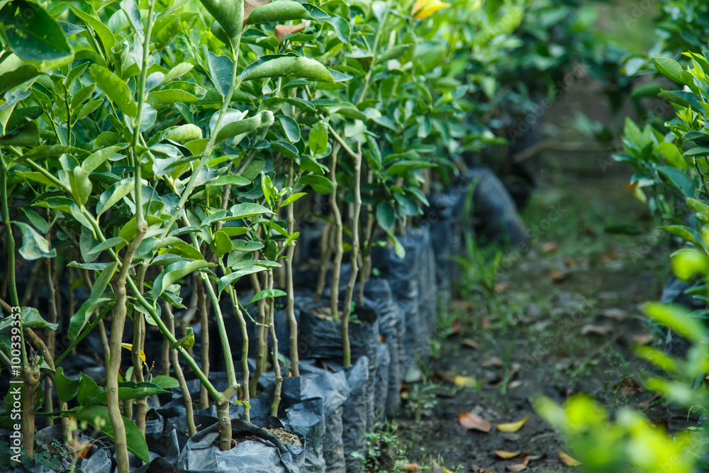 Naklejka premium lemon tree nursery