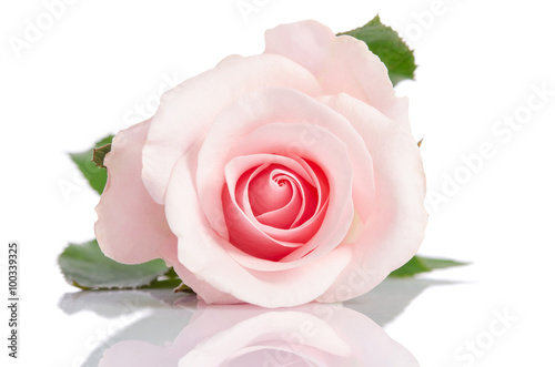 beautiful single pink rose lying down on a white background