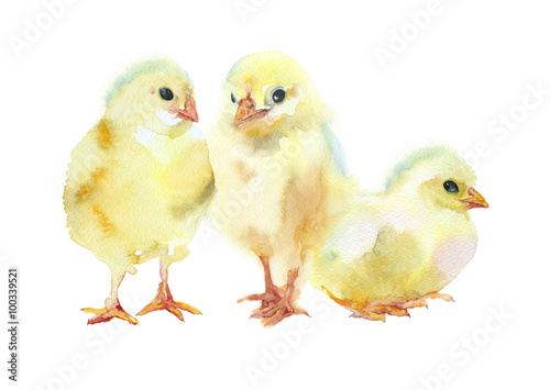 Watercolor painting. Three yellow chickens.
