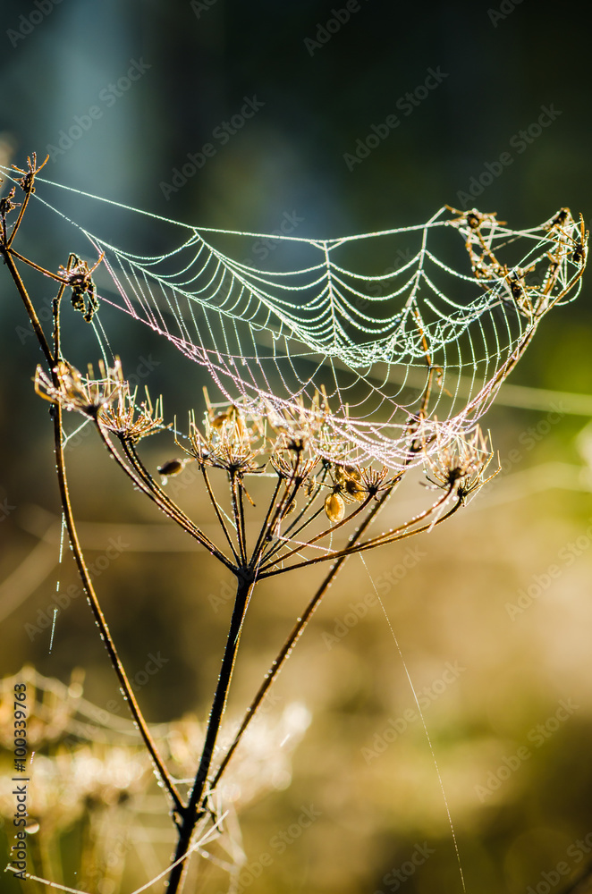 Drops of dew on a web shined by morning light