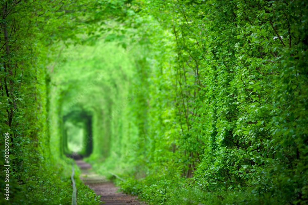 Fototapeta premium Magic Tunnel of Love, zielone drzewa i tło kolejowe