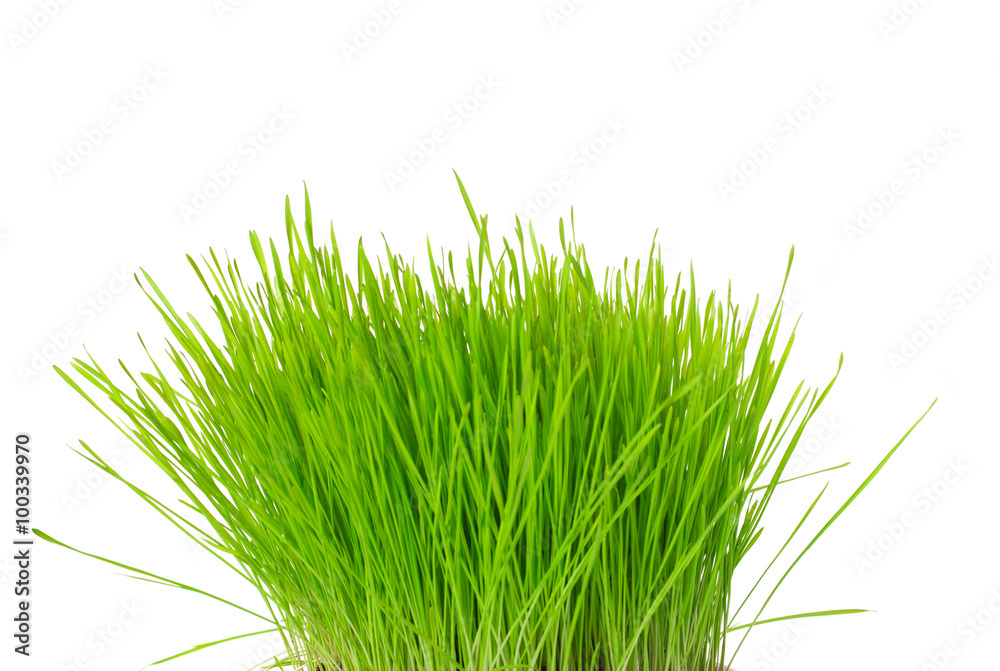 Tuft of grass Tuft of grass