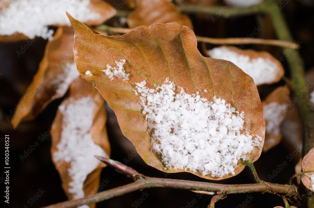 Schnee auf Buchenblatt Schnee auf Buchenblatt