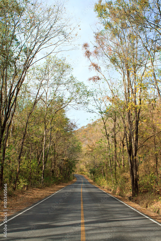 Empty road in forest.