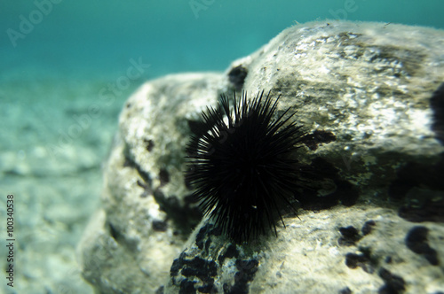 Sea urchin on the rock