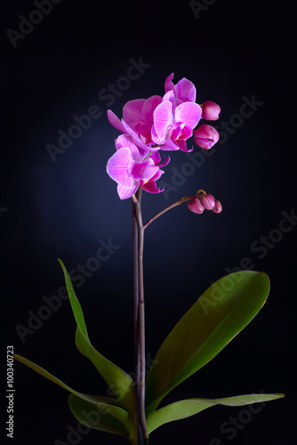 Pink orchid on black backgorund