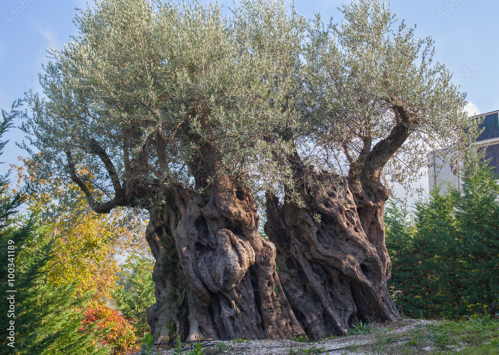 Olive tree. Olive tree.