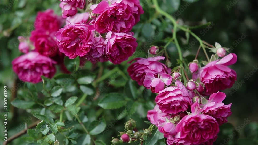 Rose bush in garden. Rose bush in garden.