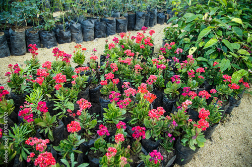 flowers and plants nursery to sell