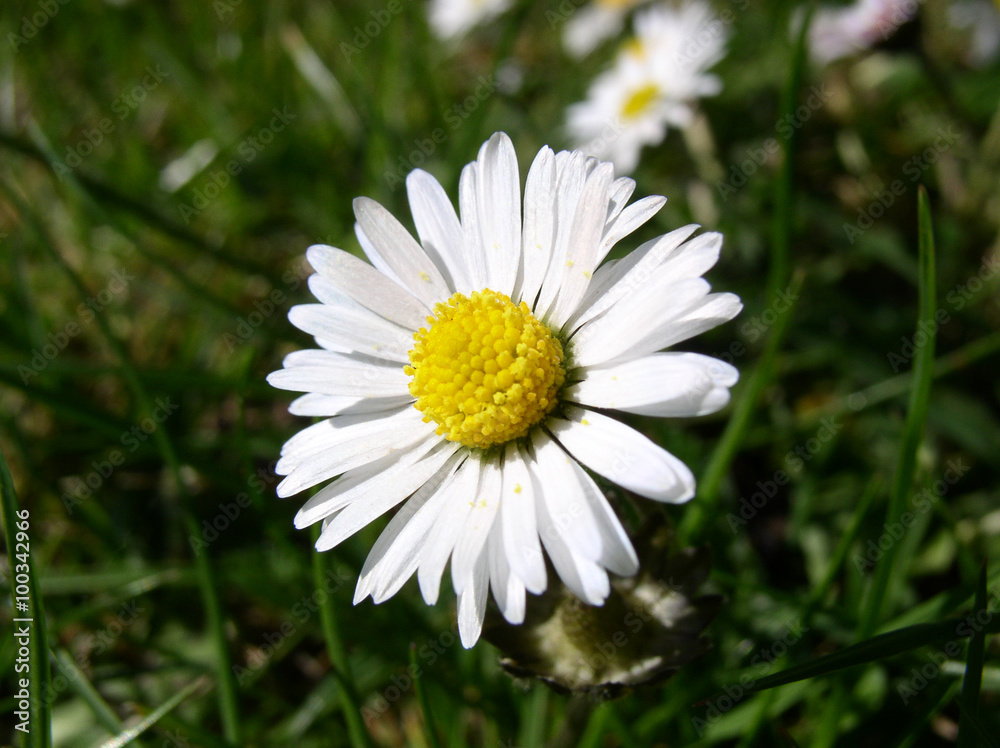 Daisy / Bellis perennis