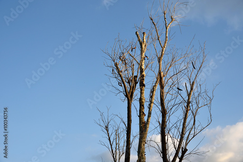 Dry tree branches against blue sky