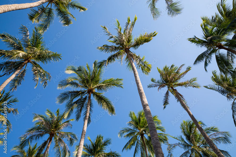 Palmen in Vietnam