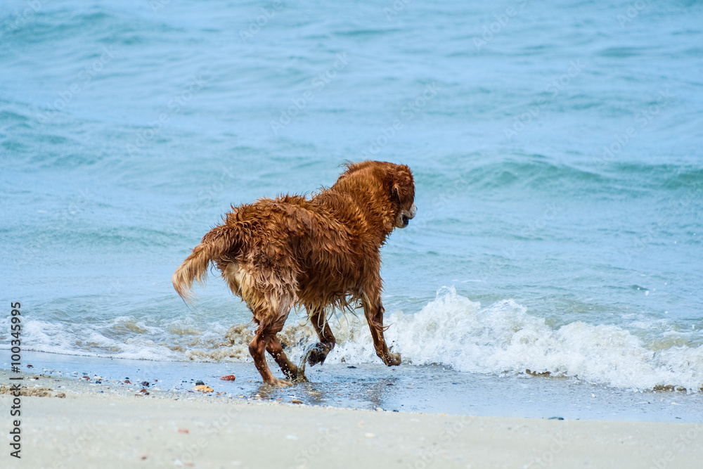 Golden retriver Dog playing on the beach Golden retriver Dog playing on the beach