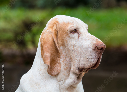 Bracco italiano