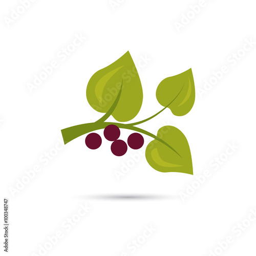 Color illustration of berry plant