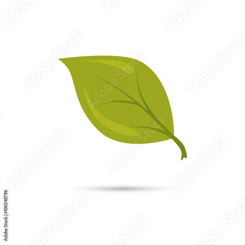 Color illustration of leaf