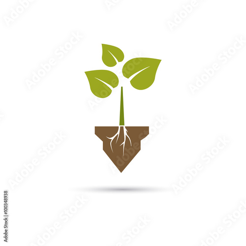 Color illustration of plant in the soil