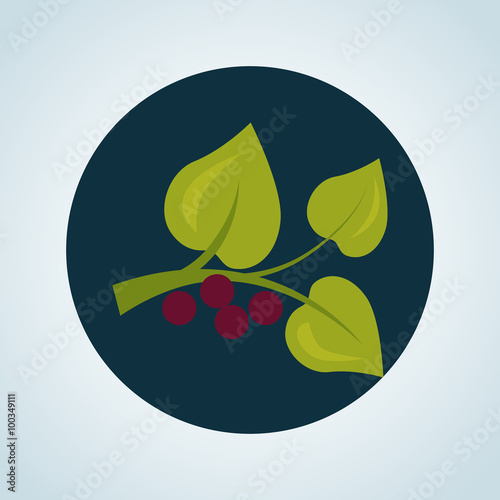 Color illustration of berry plant