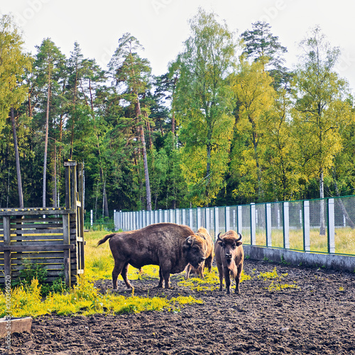 European Bison In Wildlife Sanctuary photo