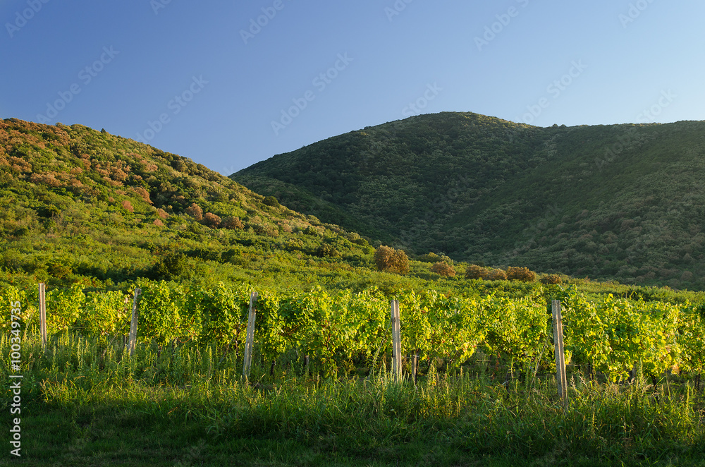 Obraz premium Landscape of vineyard with hills in the background