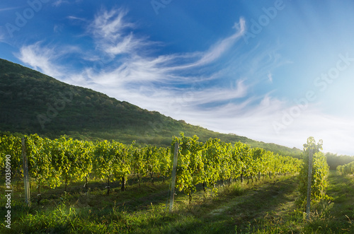 Vineyard rows with hill in the background © batke82as