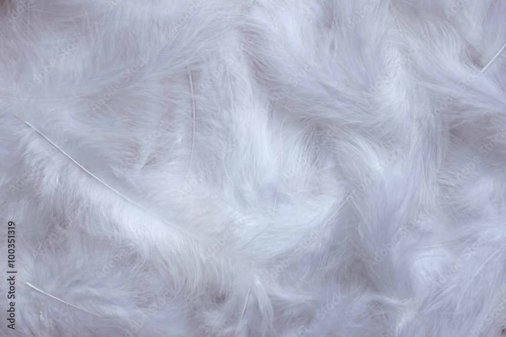 White feathers background