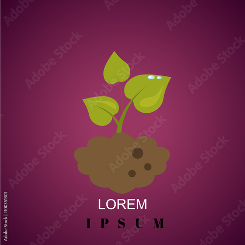 Color illustration of plant
