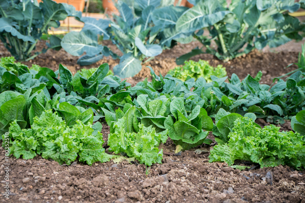 Obraz premium garden, grow vegetables, young shoots of lettuce