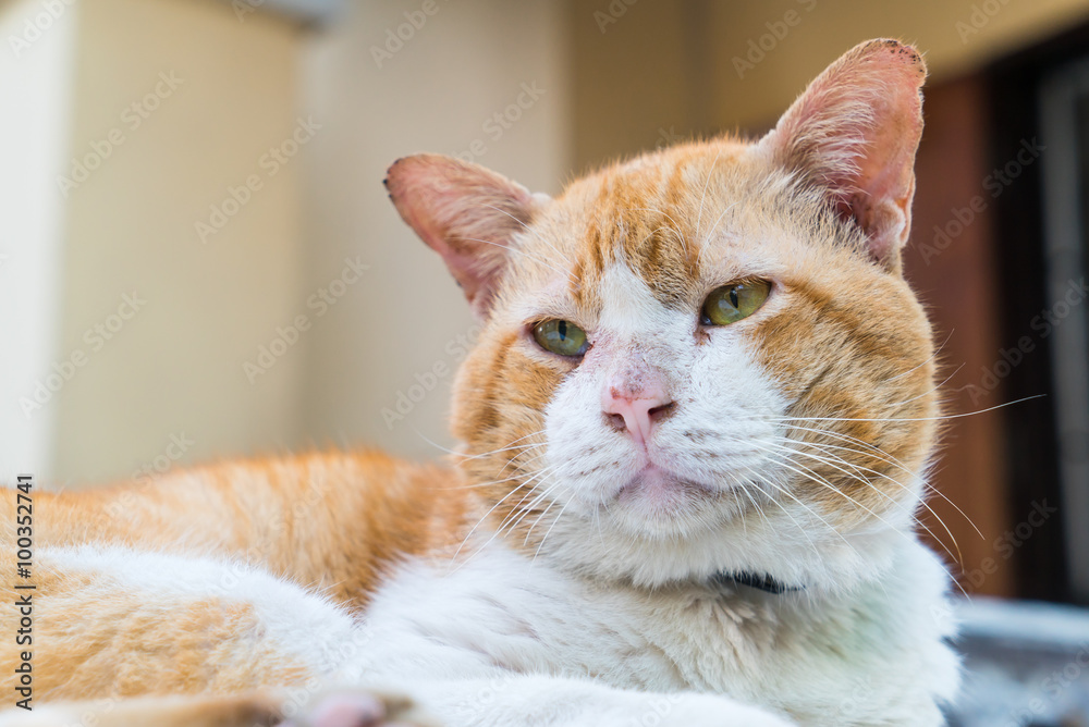 Fototapeta premium Old cat looking to something