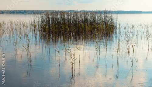 Reeds in the lake