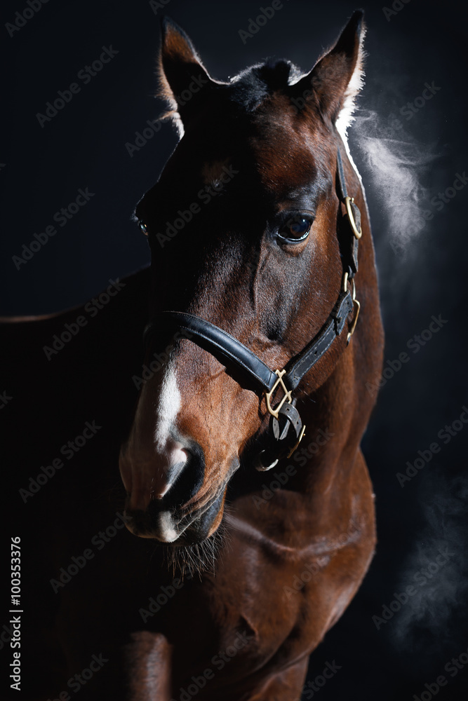 Obraz premium Koń podpalany