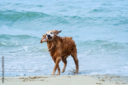 Golden retriver Dog playing on the beach