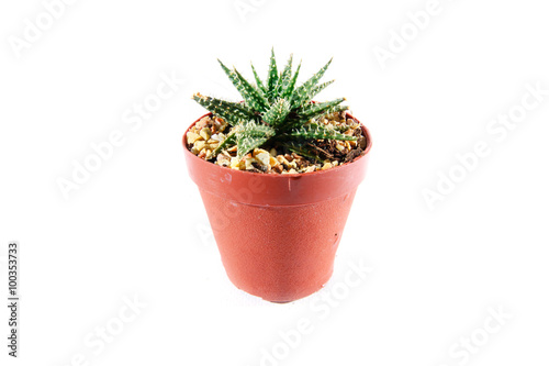 Aloe Cactus in pot on white background, Cactus isolate
