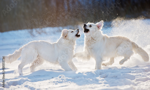 Fototapeta Naklejka Na Ścianę i Meble -  two dogs playing in the snow