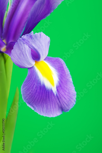 Fototapeta Naklejka Na Ścianę i Meble -  Blue Iris Flower Petal