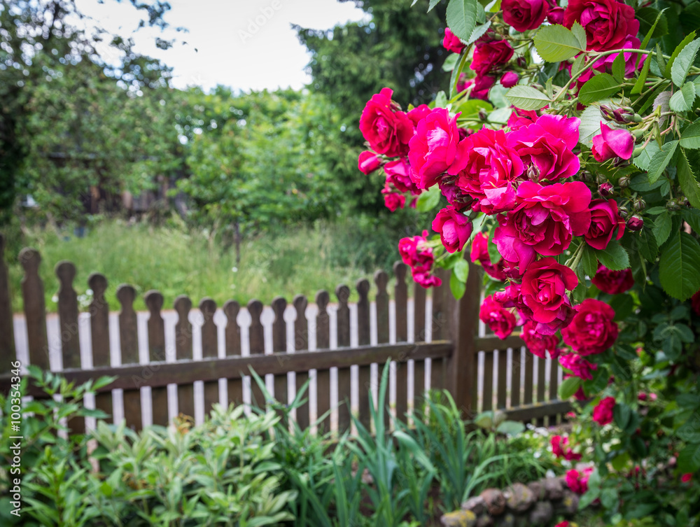 Rose garden on countryside in Mazovia region, Poland